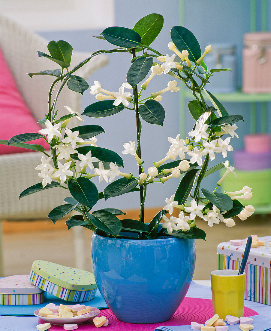 Stephanotis floribunda (wreath loop) in a blue planter