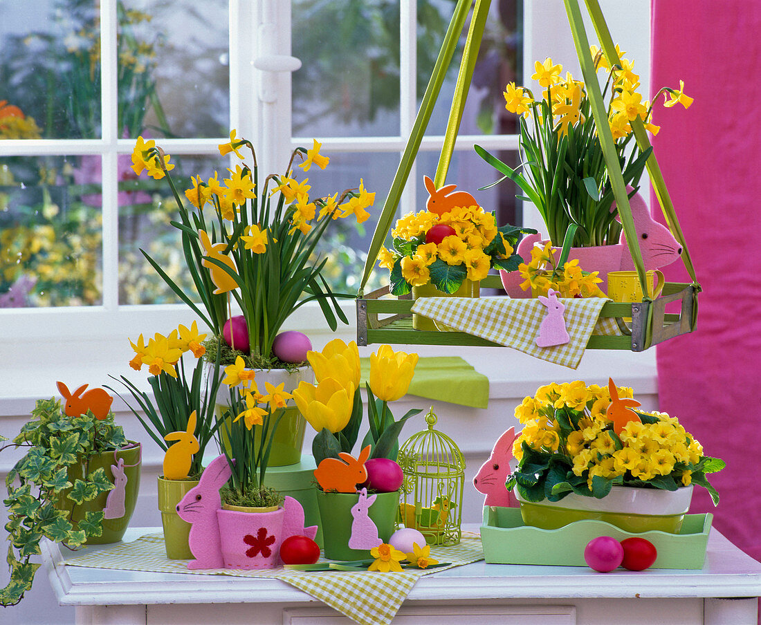 Easter table with Narcissus (Narcissus), Primula acaulis