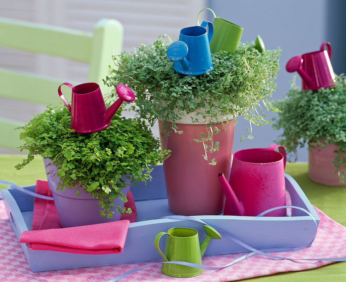 Soleirolia soleirolii (Bubi pot) decorated with mini watering cans