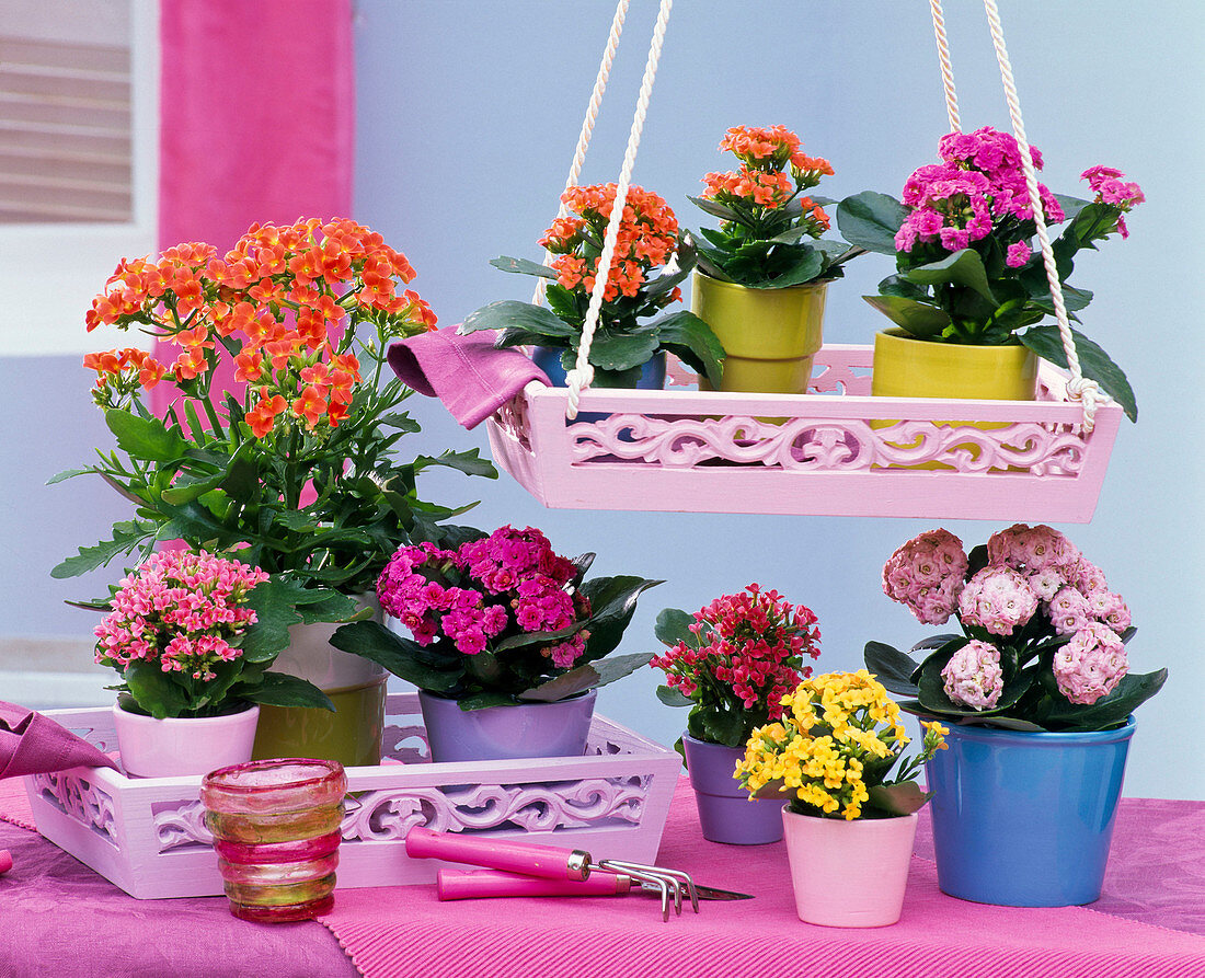 Kalanchoe blossfeldiana (Flammende Käthchen) gefüllt und ungefüllt