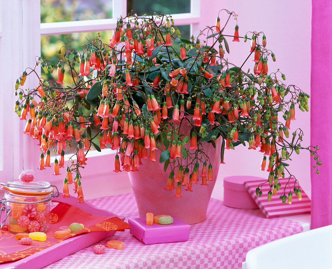 Kalanchoe 'Tessa' (flaming beetle) with bell flowers