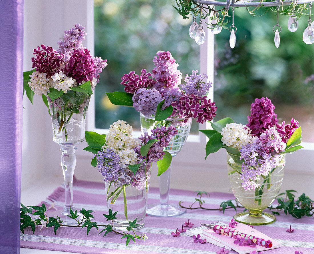 Syringa (Flieder) in weiß, hell- und dunkellila am Fenster, Ranken von Hedera