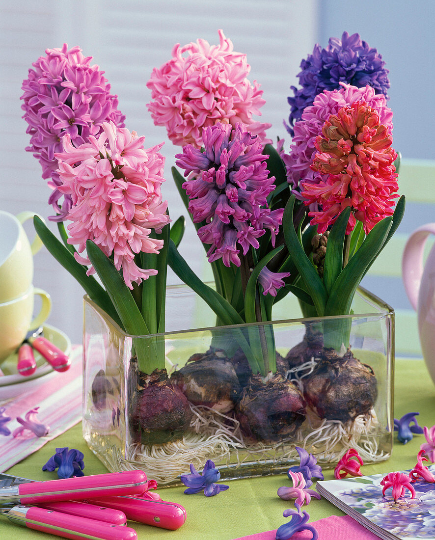 Hyacinthus (Hyazinthen) in verschiedenen Farben