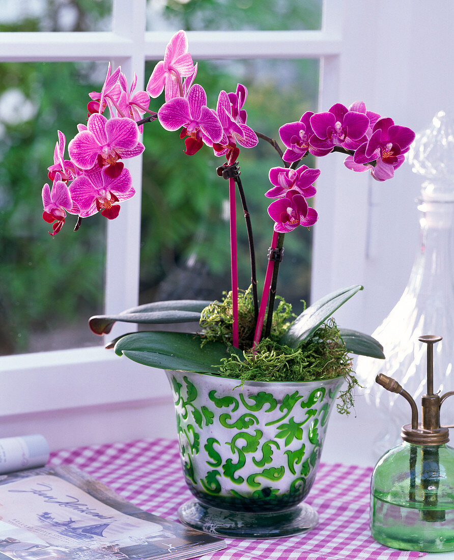 Phalaenopsis (Malay flower) in green-white planter