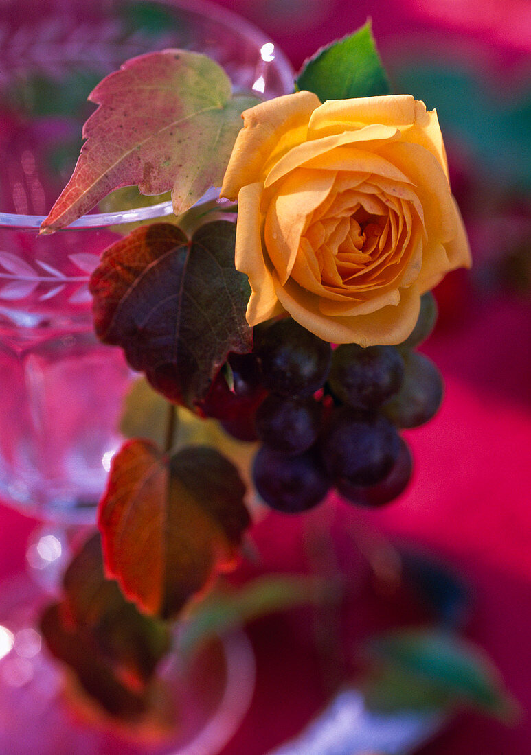 Yellow Rosa (rose) and Vitis (wine, grape) on drinking glass