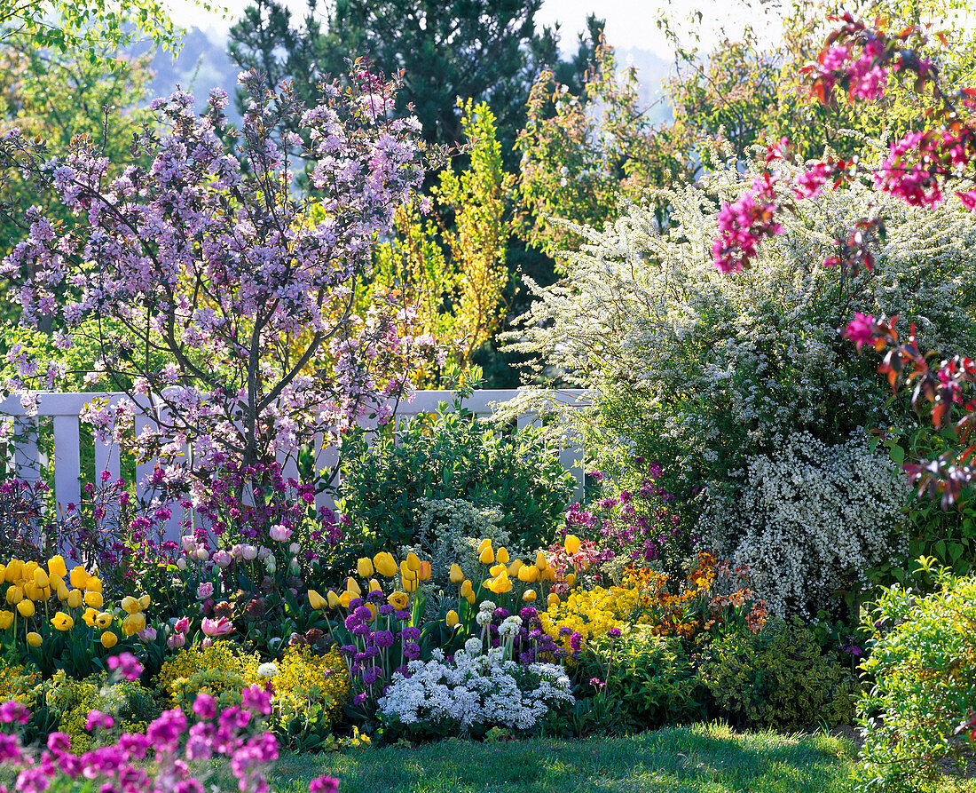 Malus (ornamental apple), Spiraea arguta (bridal pines), Tulipa (tulip)