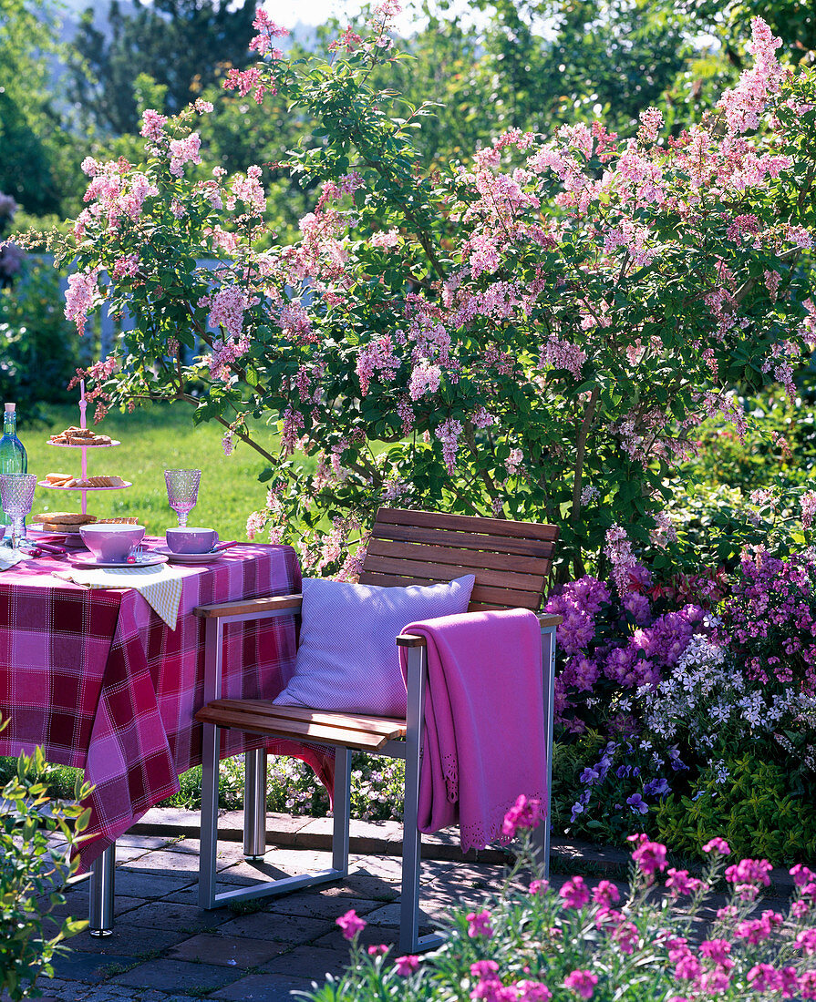 Syringa reflexa (Bogenflieder), Rhododendron 'Alfred'