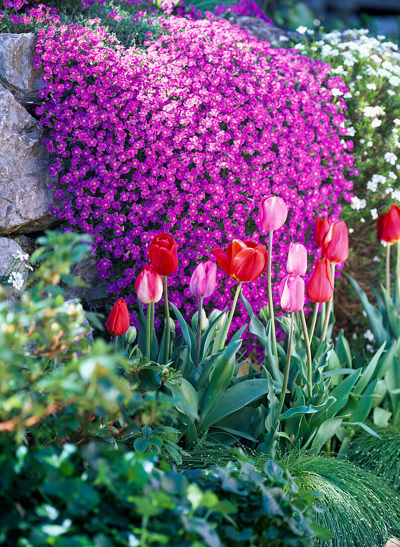 Aubrieta (Blue cushion), Tulipa (Tulips)