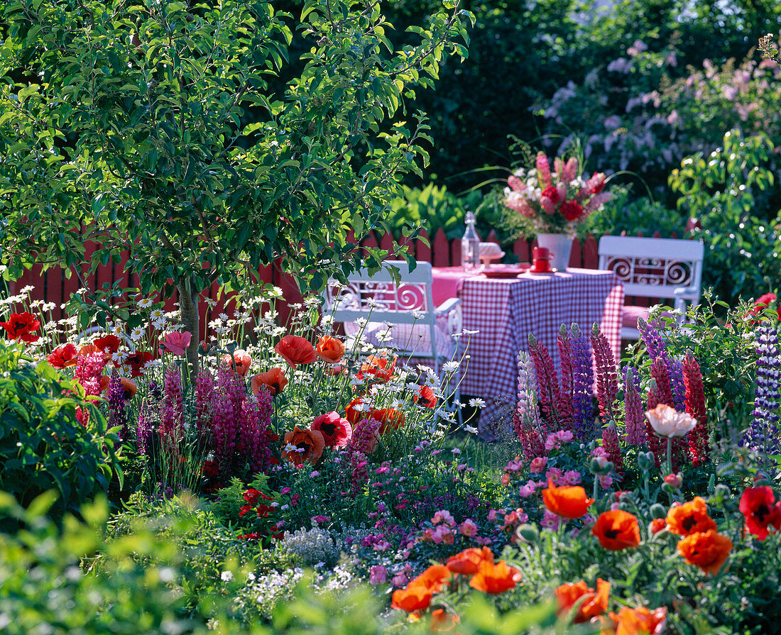 Malus (apple tree), papver orientale (poppy), Leucanthemum