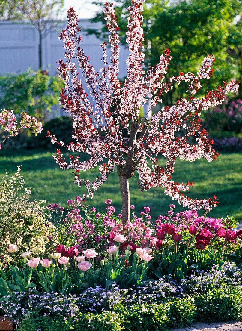 Prunus cistena (Zwergblutpflaume), Tulipa (Tulpen), Erysimum (Goldlack)