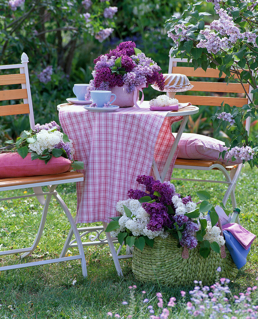 Syringa (lilac) in pink vase on table, espresso cups, cake
