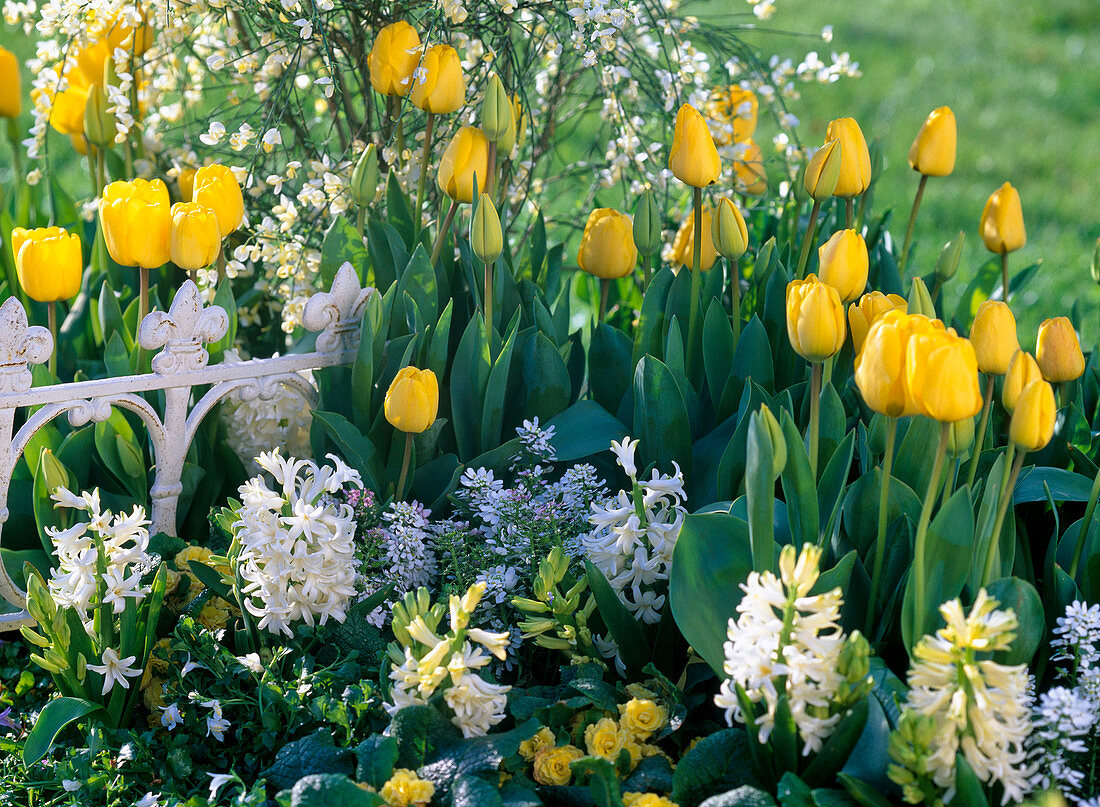 Tulipa 'Golden Apeldoorn' (Tulip), Hyacinthus (Hyacinth)