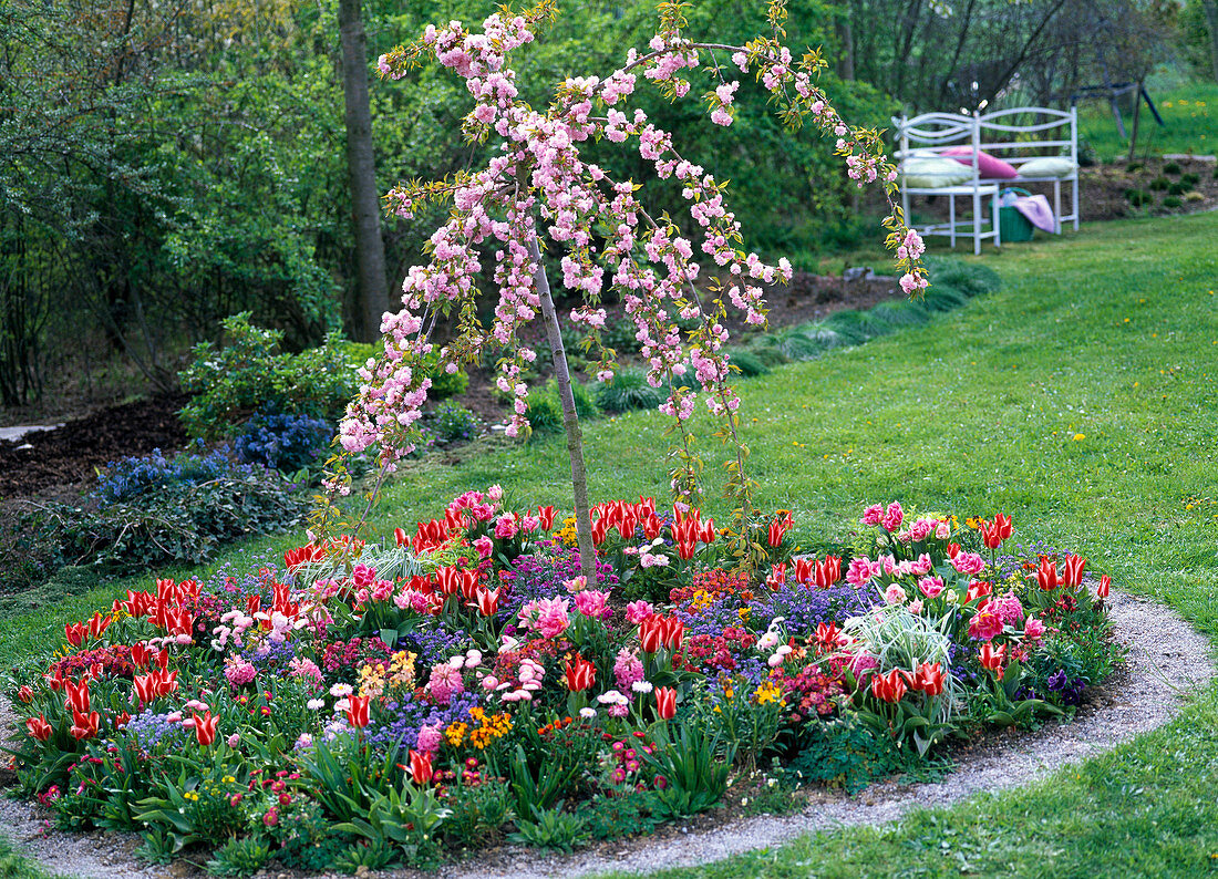 Plant a round bed with perennials and hanging cherry