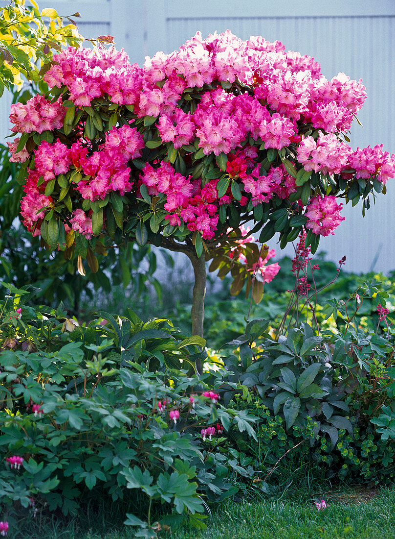 Rhododendron yakushimanum (alpine rose)