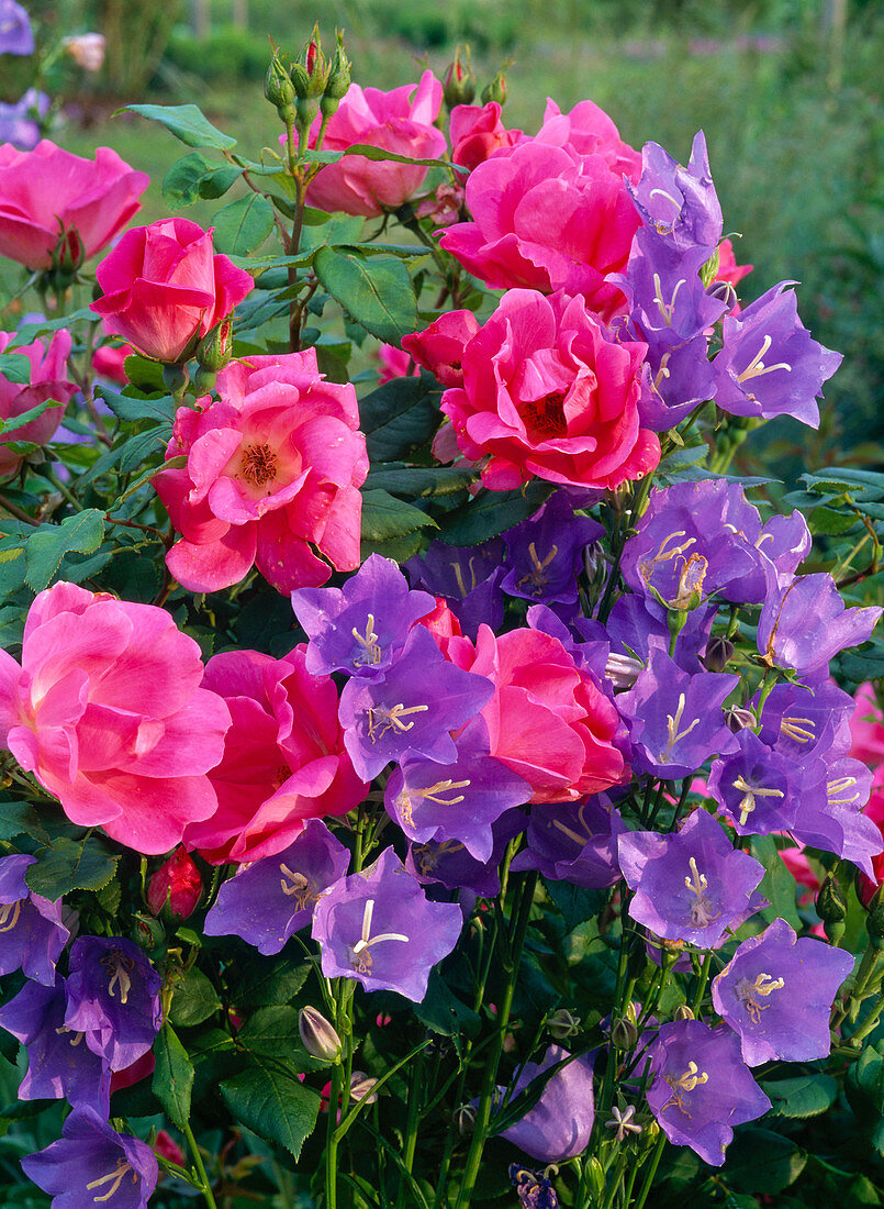 Rosa 'Flash Meidiland' (bedding rose), Campanula persicifolia (bellflower)