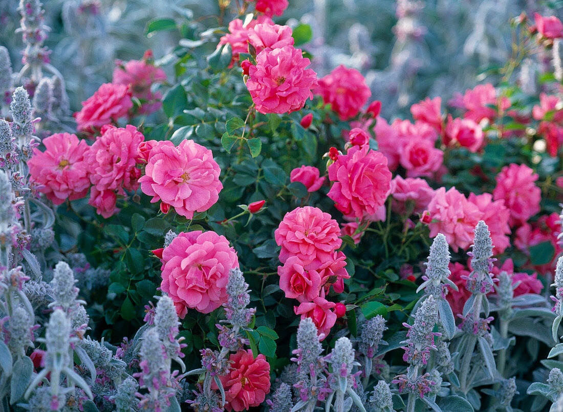 Rosa 'Bad Birnbach' (Ground cover rose), repeat flowering