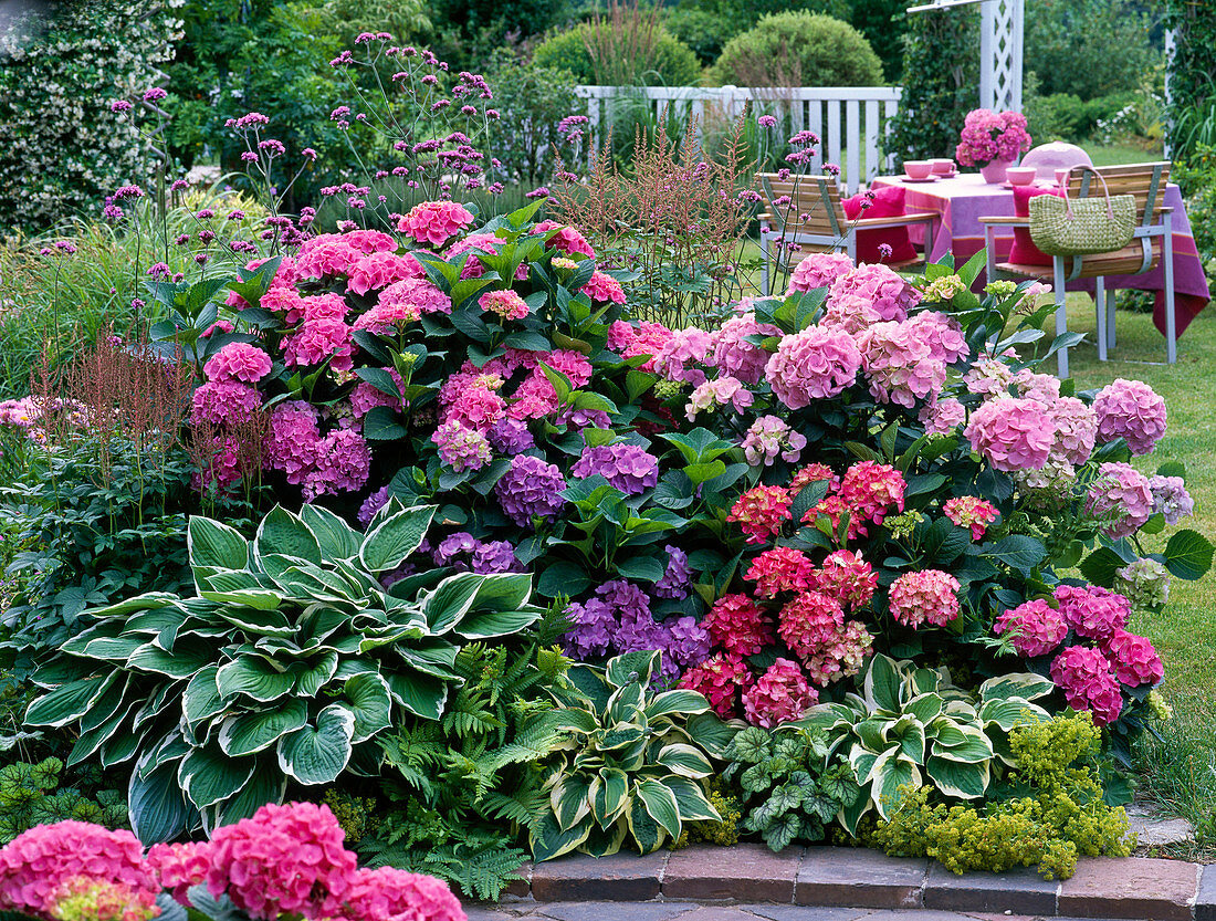 Schattenbeet mit Hydrangea (Hortensien), … – Bild kaufen – 12144388 ❘  Gartenbildagentur Friedrich Strauss