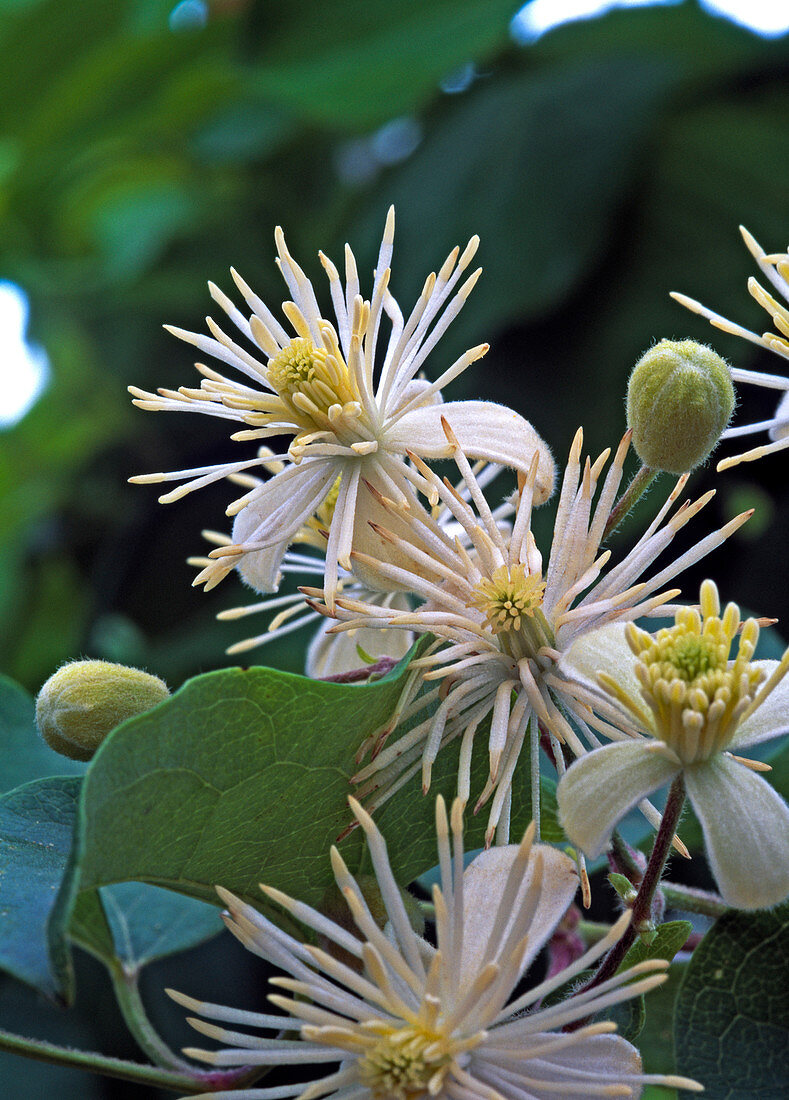 Clematis vitalba (Gewöhnliche Waldrebe)