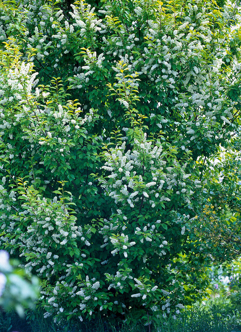 Prunus padus (Traubenkirsche) mit weißen Blüten