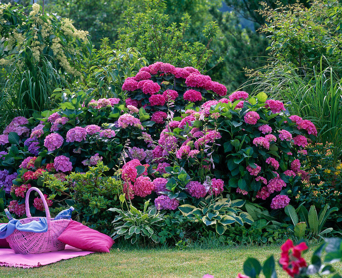 Hydrangea (Hortensien), Hosta (Funkien), Rhododendron (Gartenazalee)