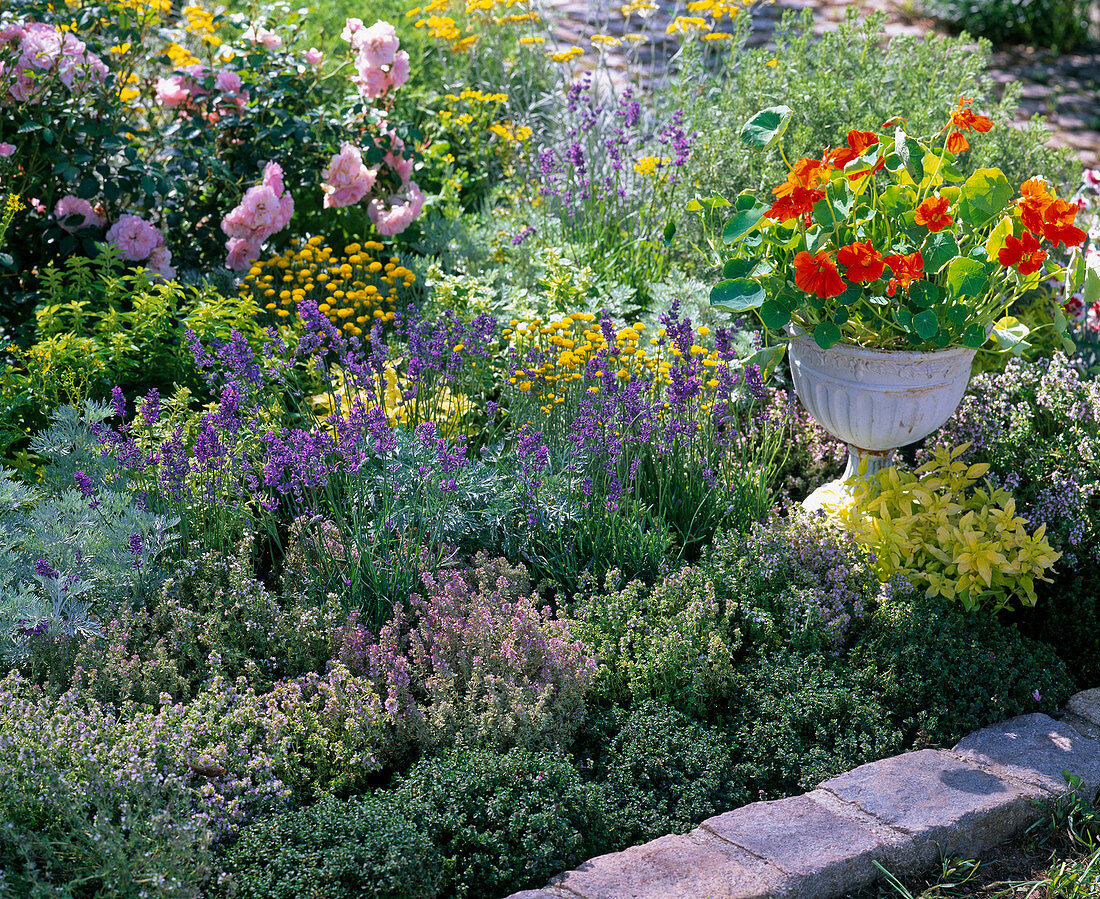 Herb bed with thymus (thyme), lavandula (lavender)
