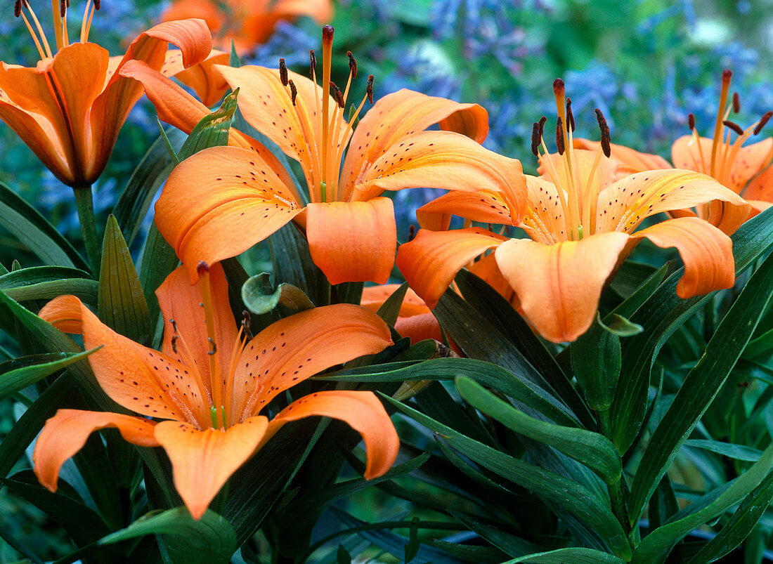 Lilium asiaticum 'Orange Pixie' (lily)