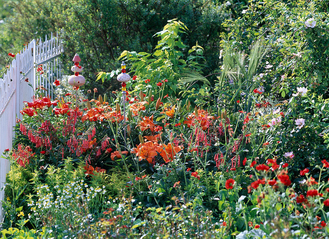 Red-orange border with Lilium 'Orange Pixie' (lilies), Phygelius capensis