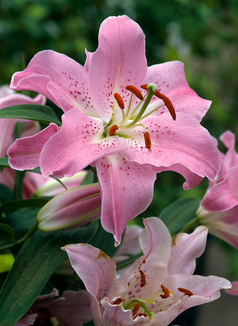 Lilium asiaticum 'Acapulco' (Lilien)