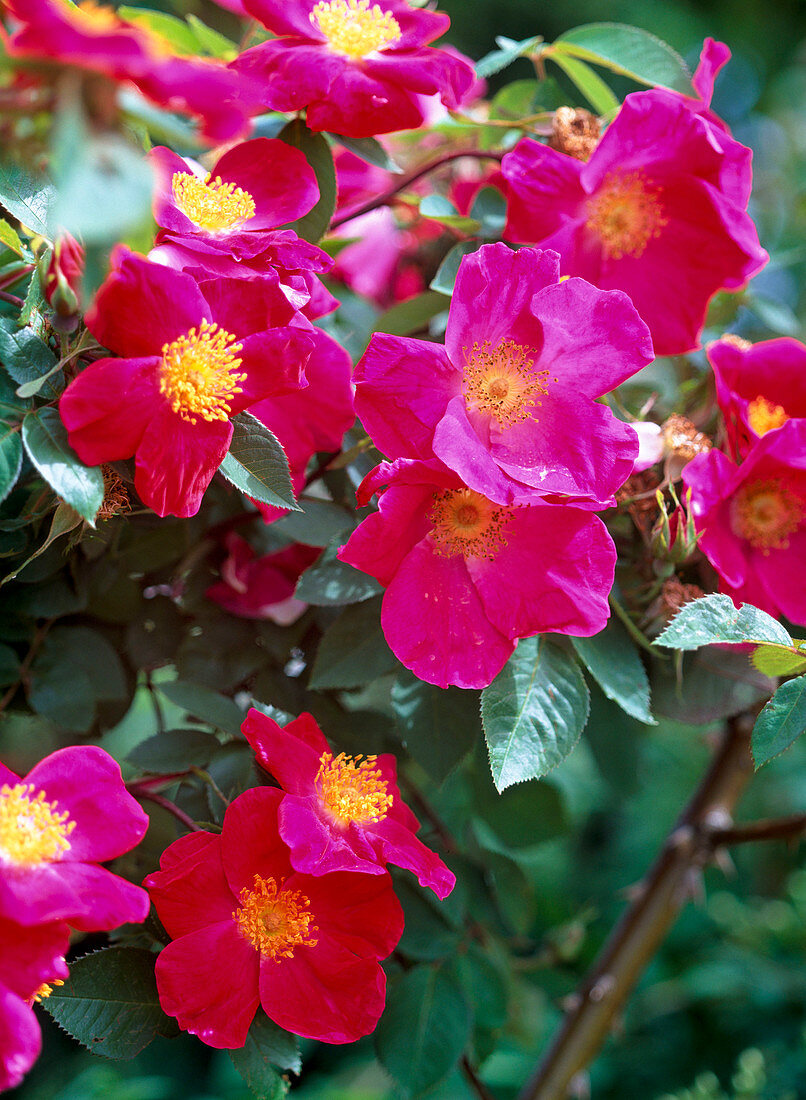 Rosa 'Scharlachglut' (Rose, einfach, rot)