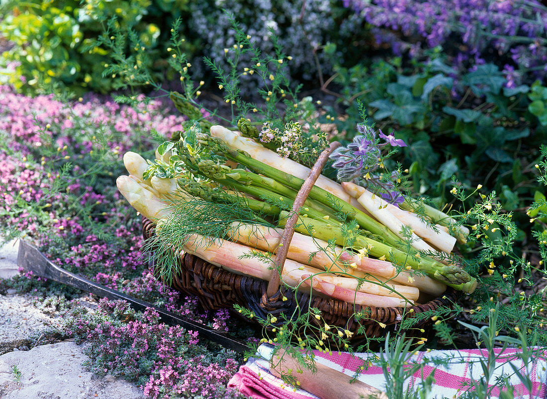 Weißer und grüner Asparagus (Spargel) und Spargellaub in Korb auf Thymus