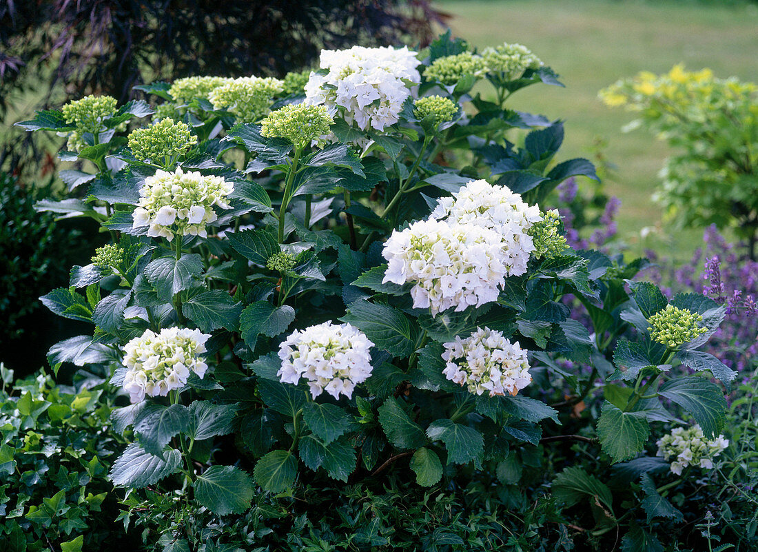 Hydrangea macrophylla (Hortensie)