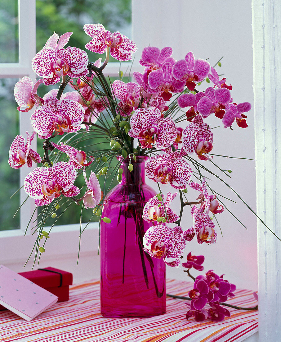 Bouquet of Phalaenopsis and Cytisus