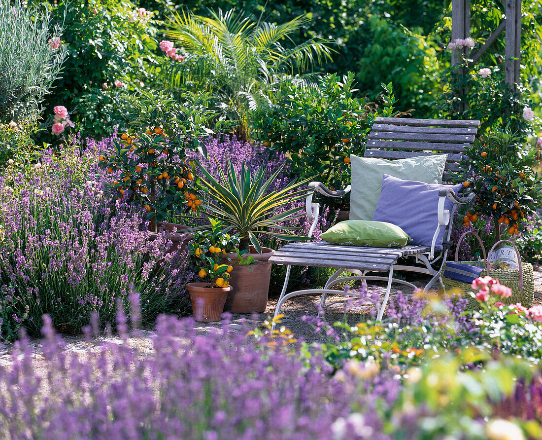 Recliner between Lavandula (lavender) and citrus plants