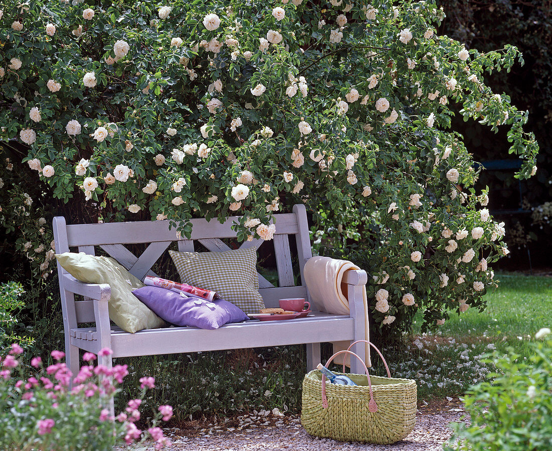 White wooden bench under Rosa alba 'Maxima' (shrub rose)