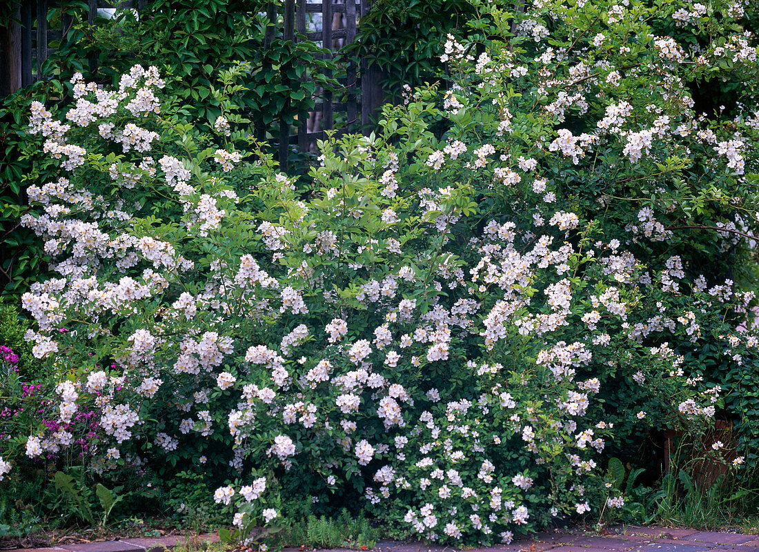 Rosa multiflora (Wildrose)
