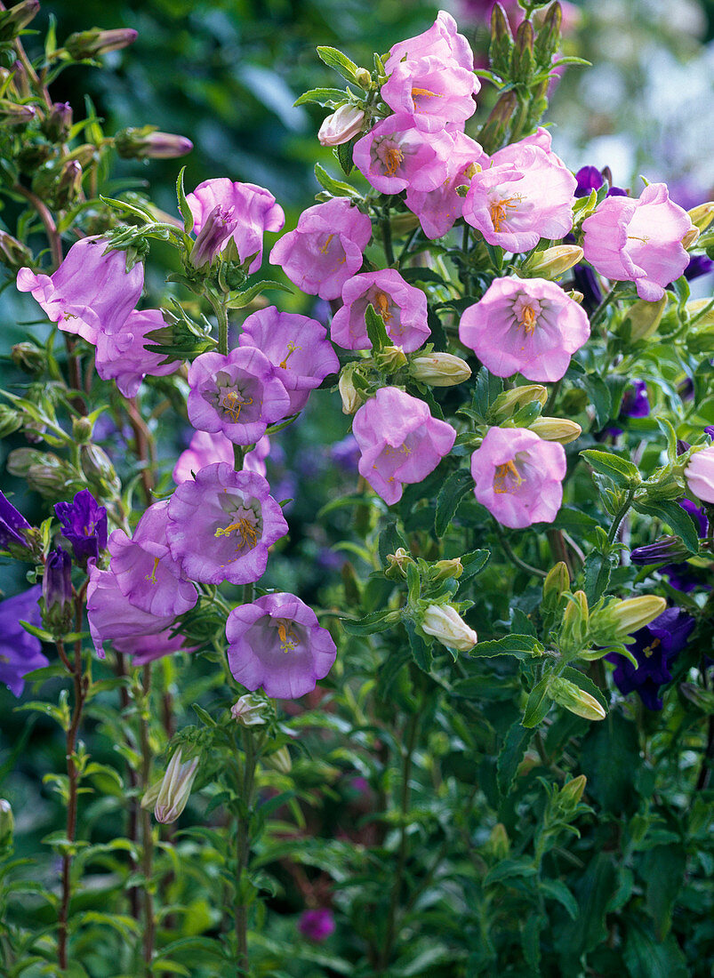 Campanula medium (Marian bellflower)