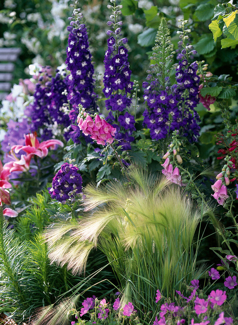 Beet mit Delphinium (Rittersporn), Digitalis (Fingerhut), Hordeum jubatum