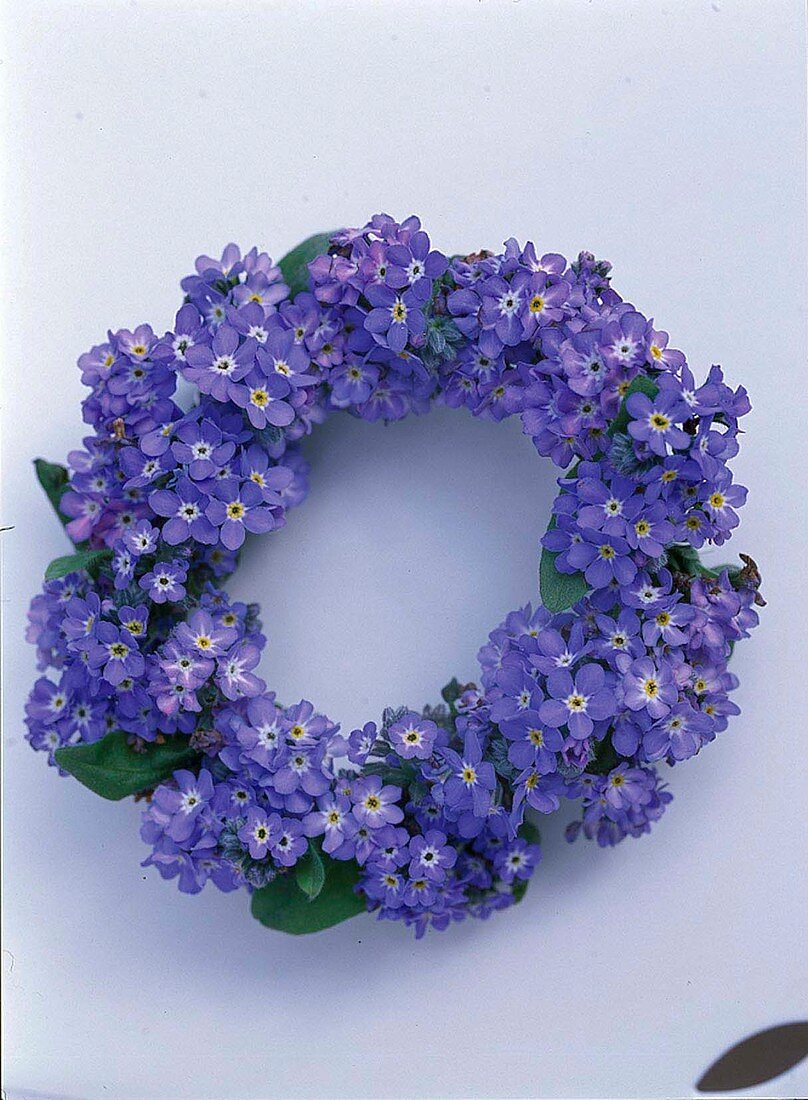 Wreath of myosotis (forget-me-not) as a stand-alone arrangement