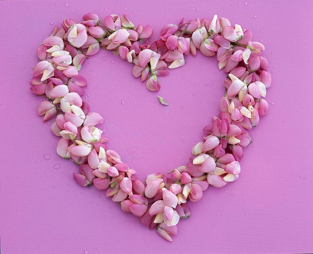 Heart of Cytisus (broom) blossoms on pink background