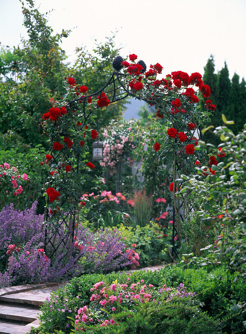 Rosenbogen mit Rosa 'Santana' (Kletterrose)