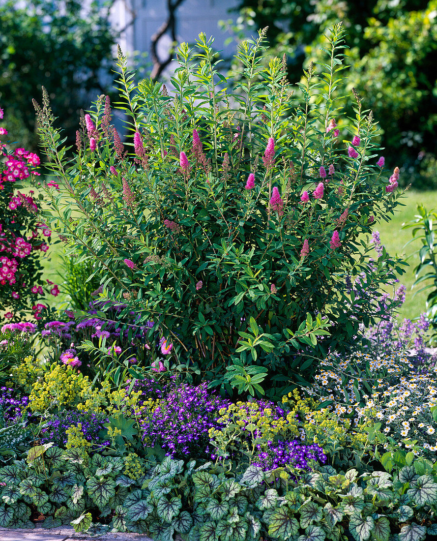 Spiraea X billardii 'Triumphans' (rose meadowsweet)