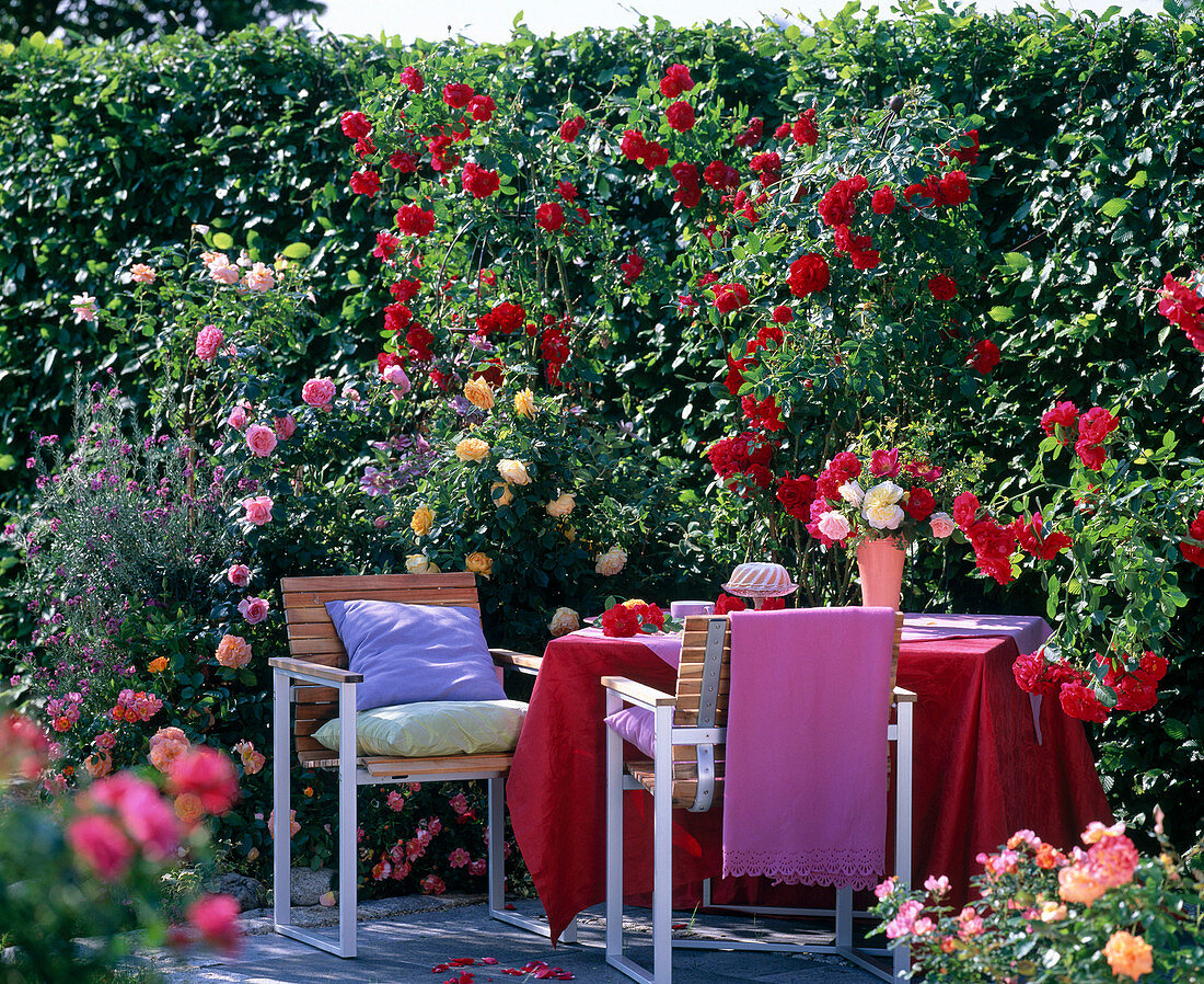 Seating group on terrace with roses (climbing, shrub, bedding roses)