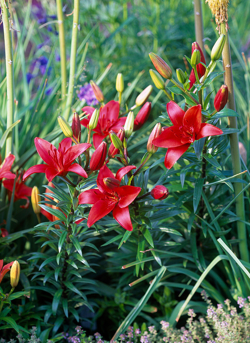 Lilium asiaticum 'Red Dwarf' (Lilies)