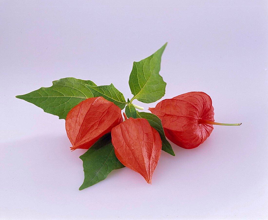 Physalis (Lampion flower) as a free-standing plant