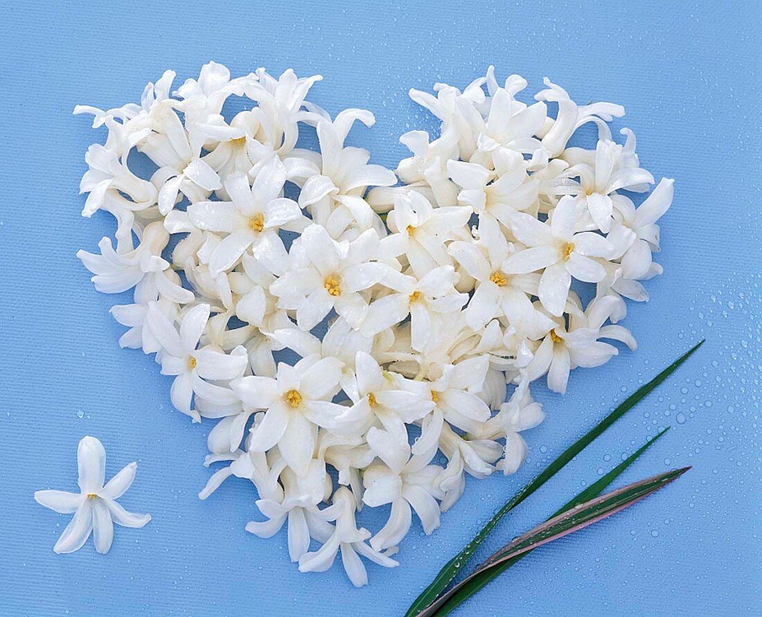 Heart of white hyacinth flowers