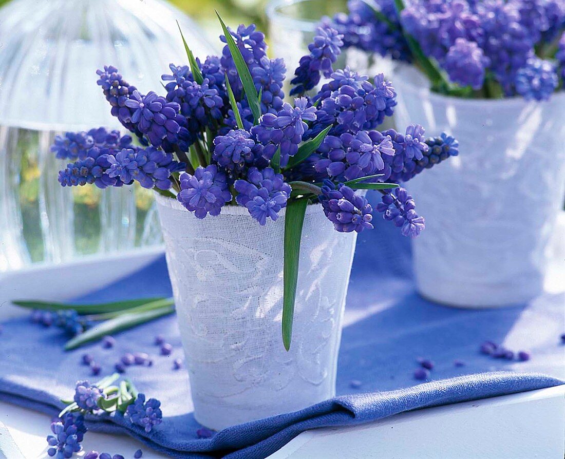 Bouquet of grape hyacinths