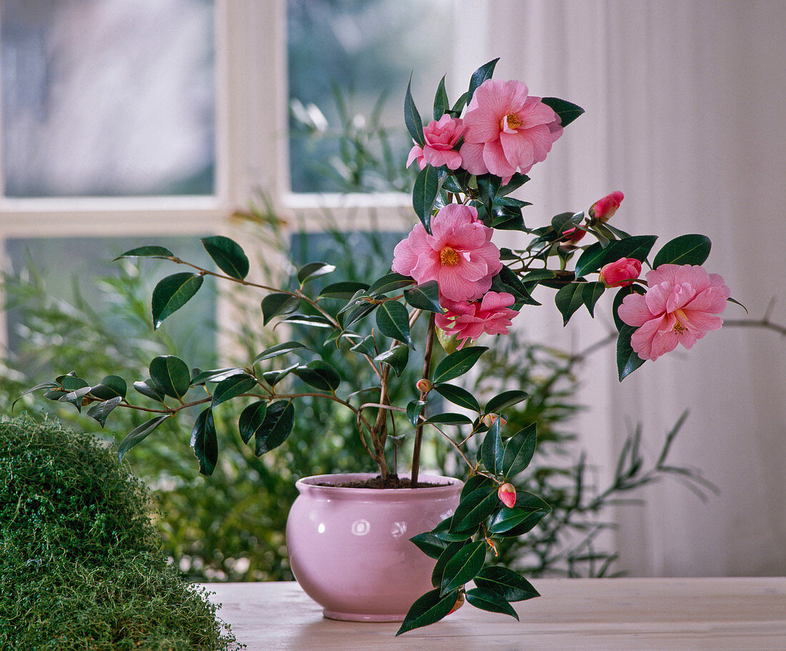 Camellia - Hybride 'BARBARA Clark' (Kamelie), SOLEIROLIA