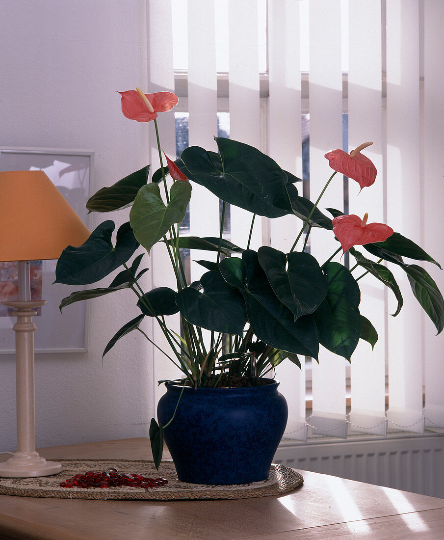 Anthurium scherzerianum hybrid