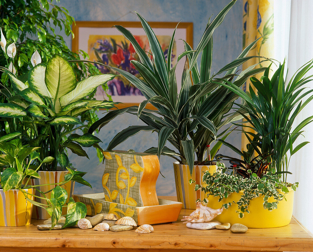 robust green In Hydro with Dieffenbachia, Cordyline