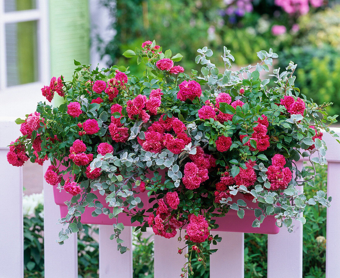 Balcony box with pink 'Knirps', more often flowering, of corduroy